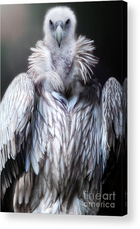 Vulture Acrylic Print featuring the photograph The vulture by Christine Sponchia