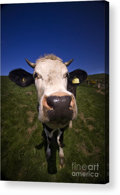 Cow Acrylic Print featuring the photograph The wideangled cow by Ang El