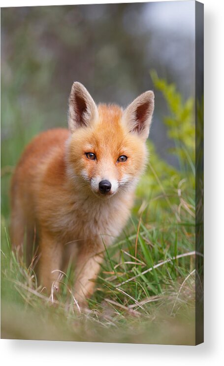 Afternoon Acrylic Print featuring the photograph The young and eager red fox kit by Roeselien Raimond