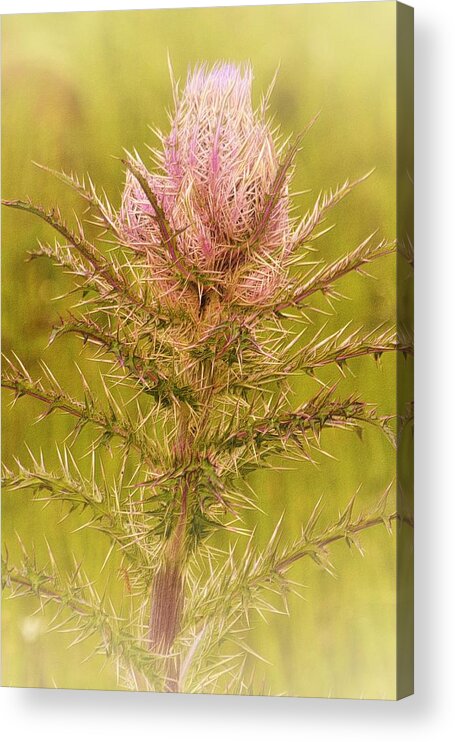 Thistle Acrylic Print featuring the photograph Thistle and Thorns by Nadalyn Larsen