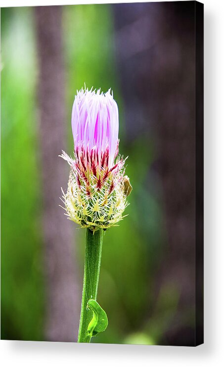 Canyon Acrylic Print featuring the photograph Thistle in the Canyon by Adam Reinhart