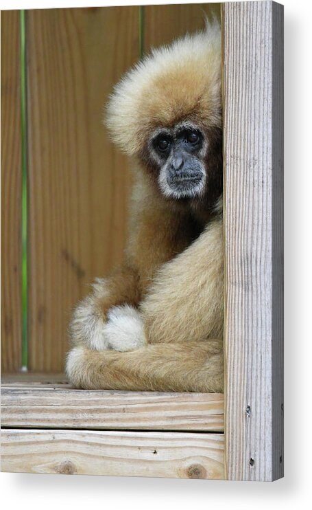 Monkey Acrylic Print featuring the photograph Thoughtful by Artful Imagery