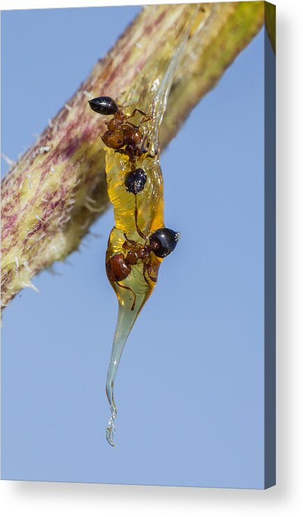 Sunflower Acrylic Print featuring the photograph Three Ants Entombed in Sunflower Resin by Steven Schwartzman