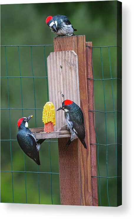 Mark Miller Photos Acrylic Print featuring the photograph Three Backyard Woodpeckers by Mark Miller
