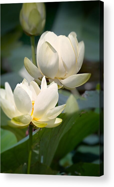 Lotus Acrylic Print featuring the photograph Three Lotus Flowers by Mary Almond