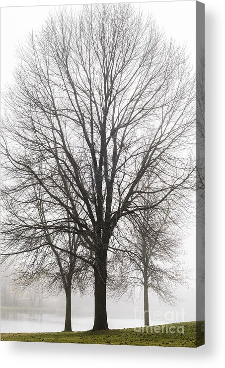Trees Acrylic Print featuring the photograph Three Trees In Fog by Tamara Becker