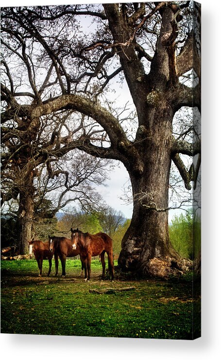 Horses Acrylic Print featuring the photograph Three Under A Tree by Greg and Chrystal Mimbs