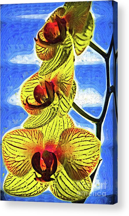 Flowers Acrylic Print featuring the digital art Three Yellow Orchid Blooms by Kirt Tisdale