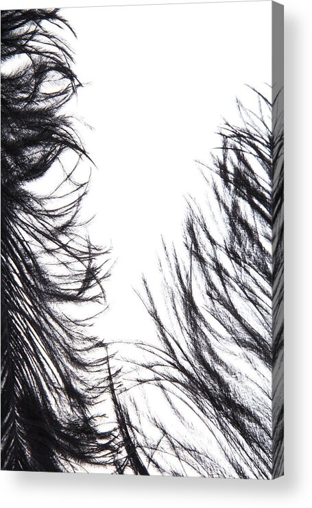 Feather Acrylic Print featuring the photograph Tickles II Image 1 by Monte Arnold