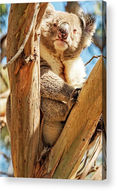 Koala Acrylic Print featuring the photograph Tight Fit by Catherine Reading
