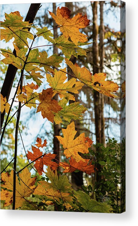 Landscapes Acrylic Print featuring the photograph Time Of Change by Claude Dalley