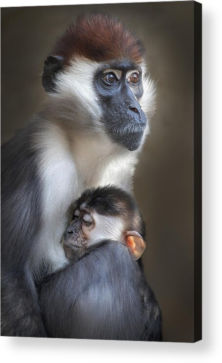 Love Acrylic Print featuring the photograph Tired by Carles Just