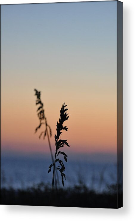 Sunset Acrylic Print featuring the photograph Together we are stronger by Rose Hill