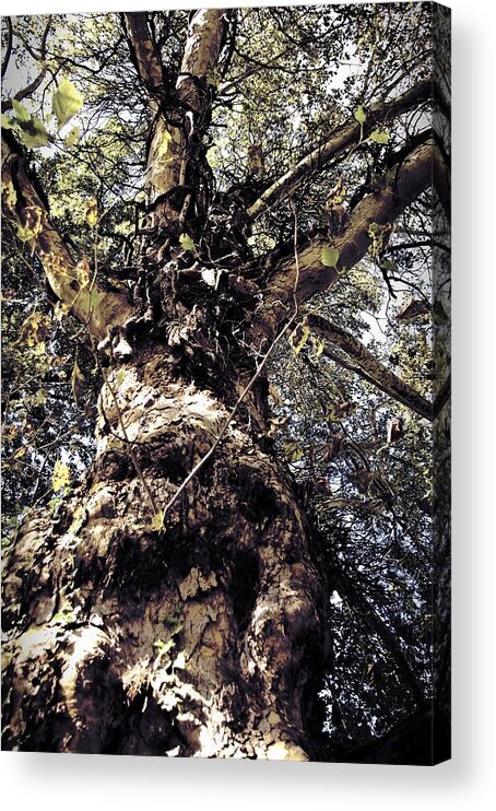 Tree. Forest. Leaf Acrylic Print featuring the photograph Topiary by Scott Wyatt