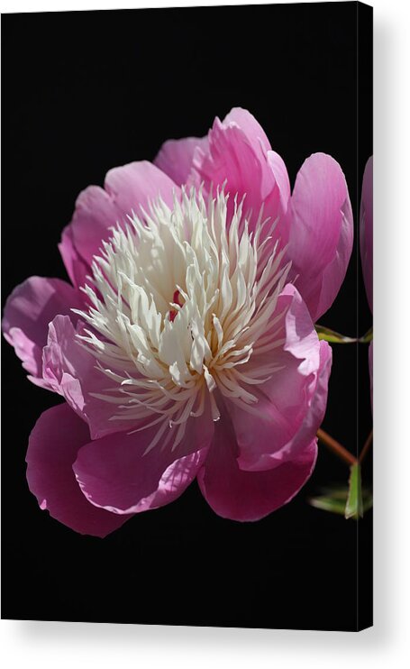 Peony Acrylic Print featuring the photograph Touched by the Sun Peony by Tammy Pool