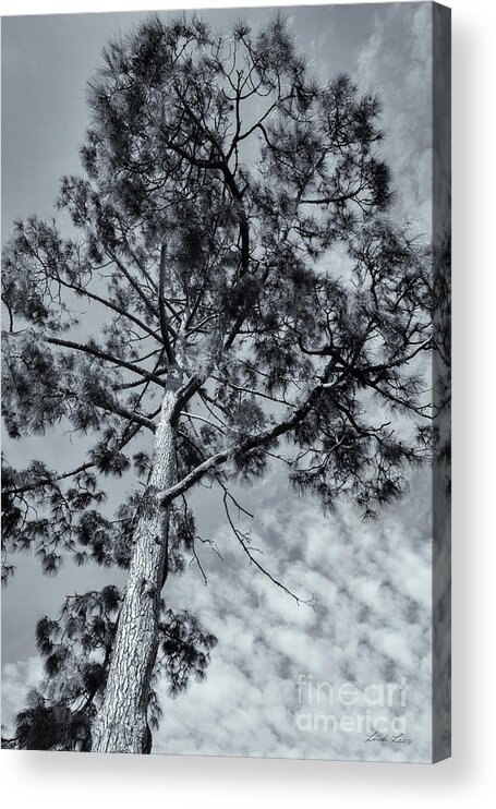 Tree Acrylic Print featuring the photograph Towering by Linda Lees