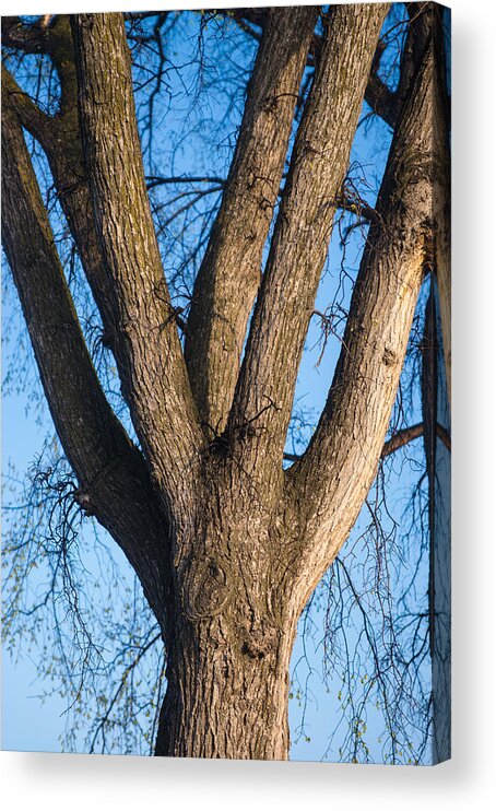 Tree Acrylic Print featuring the photograph Tree Fork by Donald Erickson