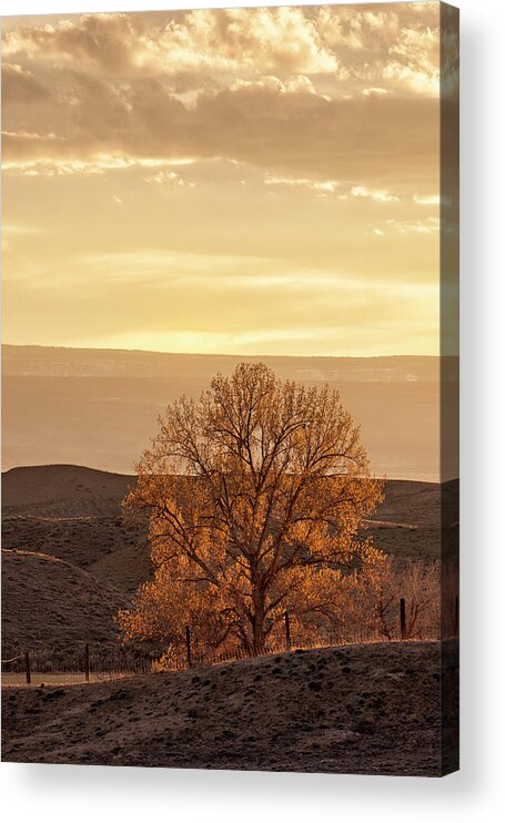 Tree Acrylic Print featuring the photograph Tree in Desert at Sunset by Denise Bush