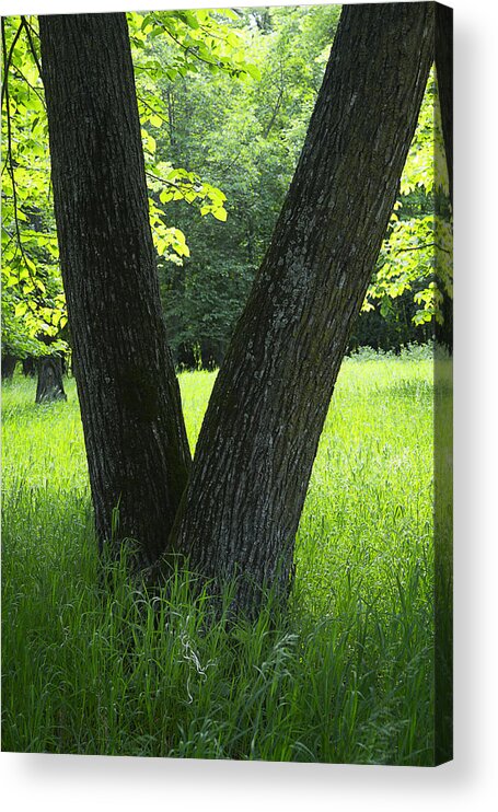 Tree Acrylic Print featuring the photograph Tree in Forest Close Up by Donald Erickson