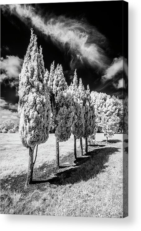 Infrared Acrylic Print featuring the photograph Tree Line-Up by Roseanne Jones