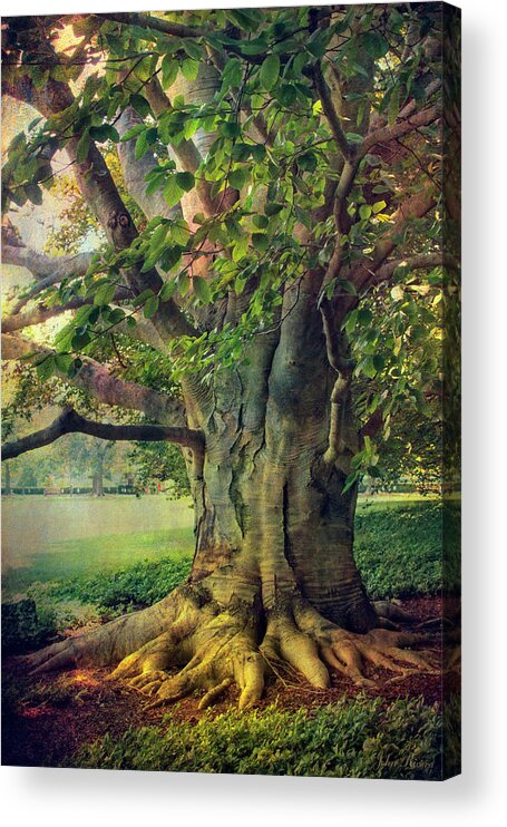 Tree Acrylic Print featuring the photograph Tree of Wisdom by John Rivera