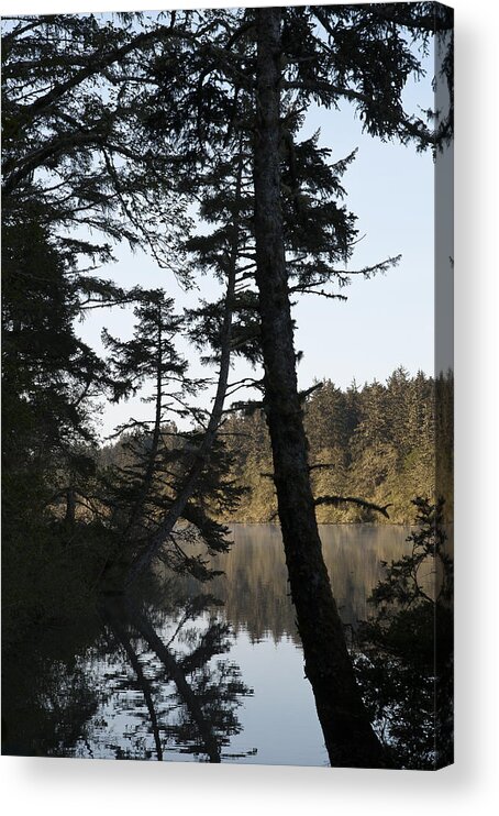 Clatsop County Acrylic Print featuring the photograph Tree Silhouettes by Robert Potts