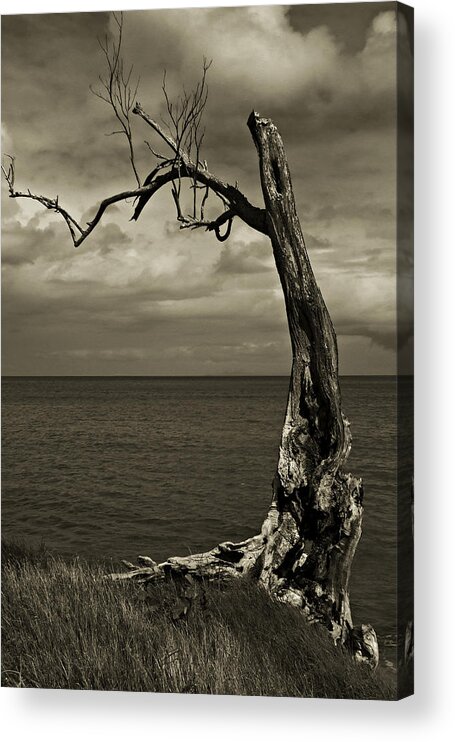 Tree Acrylic Print featuring the photograph Tree Trunk-1-St Lucia by Chester Williams