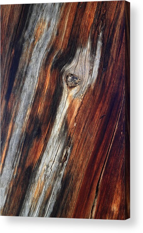 Red Acrylic Print featuring the photograph Tree trunk design by Pierre Leclerc Photography
