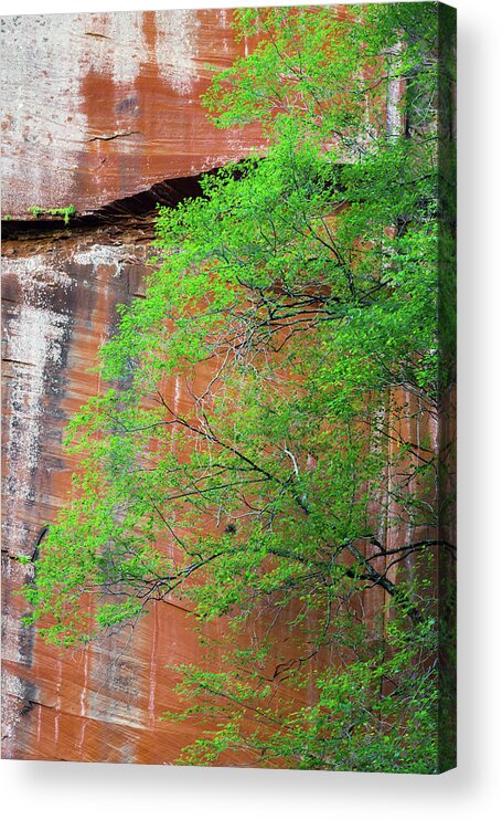 Oak Creek Canyon Acrylic Print featuring the photograph Tree with Red Canyon Wall by Joseph Smith
