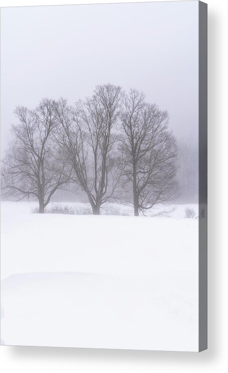 Williamsville Vermont Acrylic Print featuring the photograph Trees In Fog by Tom Singleton