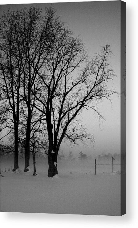 Fog Acrylic Print featuring the photograph Trees in the Fog by Karen Harrison Brown