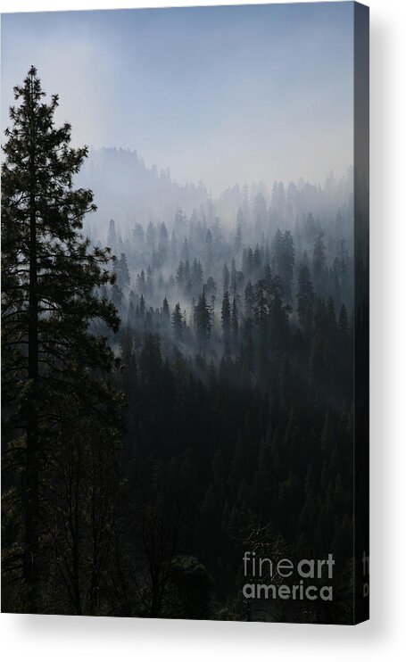 Trees Acrylic Print featuring the photograph Trees in Yosemite by Timothy Johnson