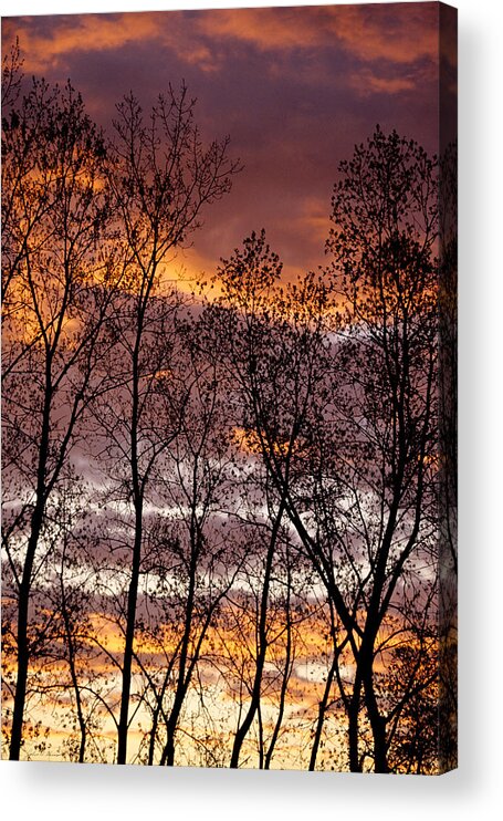 Nature Acrylic Print featuring the photograph Trees silhouetted by the setting sun by John Harmon