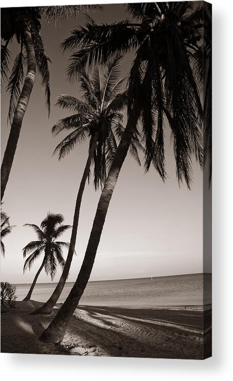 Black And White Photography Acrylic Print featuring the photograph Triple Palms by Susanne Van Hulst