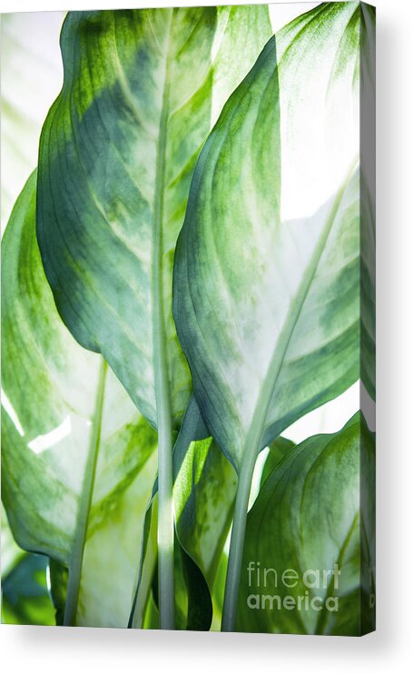 Summer Acrylic Print featuring the painting Tropic Green Abstract by Mark Ashkenazi