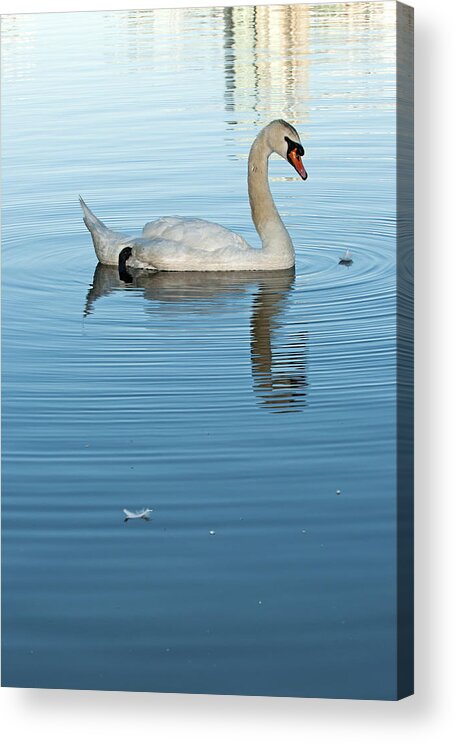 Swan Acrylic Print featuring the photograph Trumpeter Swan three by Terry Dadswell