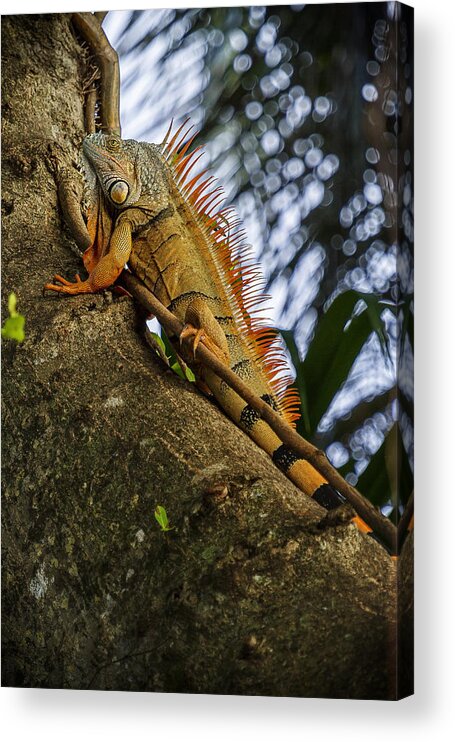 Iguana Acrylic Print featuring the photograph Trying to Blend In by Belinda Greb