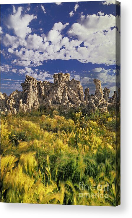 Dave Welling Acrylic Print featuring the photograph Tufas And Wild Grasses Mono Lake State Park California by Dave Welling