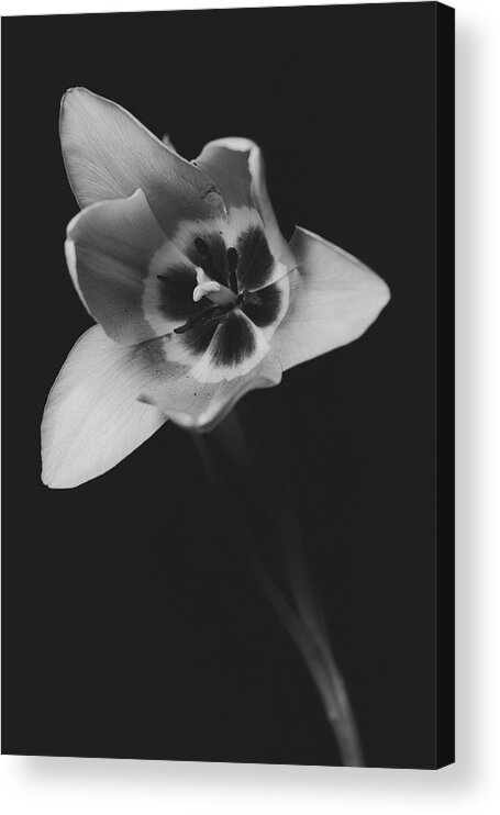 Bloom Acrylic Print featuring the photograph Tulip 16-0085 by Desmond Manny