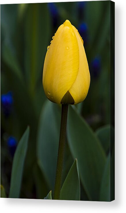 Tulip Acrylic Print featuring the photograph Tulip Beauty by Marion McCristall