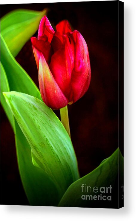 Tulip Acrylic Print featuring the digital art Tulip Caught in The Light by Ian Gledhill