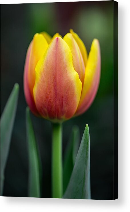 Tulip Acrylic Print featuring the photograph Tulip by Dale Kincaid