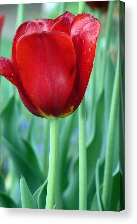 Red Tulip Acrylic Print featuring the photograph Tulip by Michelle Joseph-Long