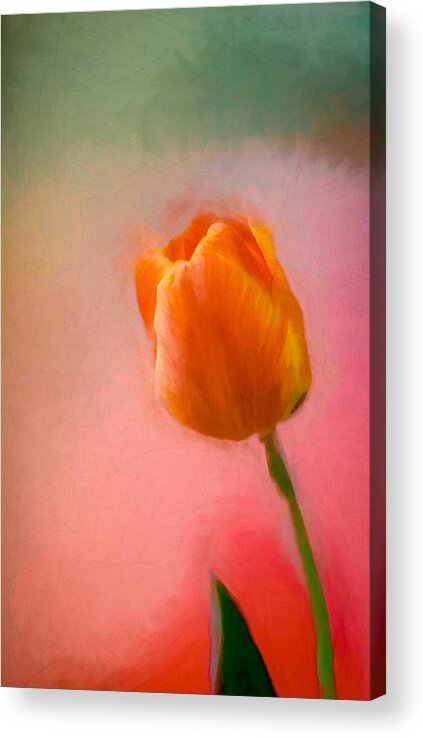 Flower Acrylic Print featuring the photograph Tulip on the Porch by Ches Black