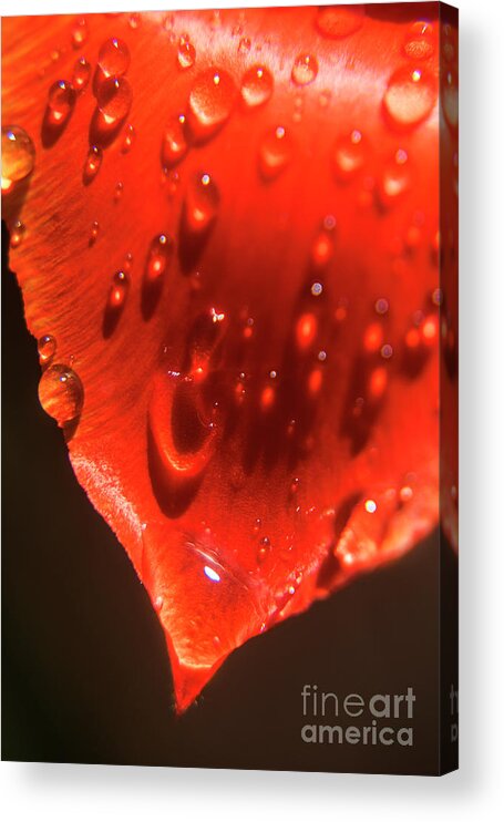 Tulip Acrylic Print featuring the photograph Tulip Petals after a rain-2197 by Steve Somerville