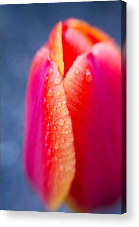 Tulip Acrylic Print featuring the photograph Tulip with Morning Dew 2 by Edward Myers