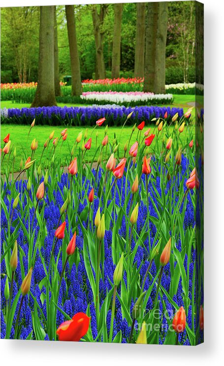 Tulip Acrylic Print featuring the photograph Tulips and bluebells by Anastasy Yarmolovich