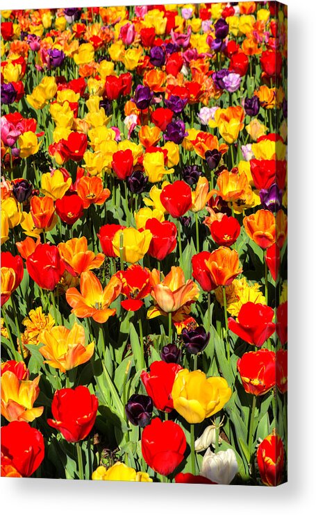 Tulips Acrylic Print featuring the photograph Tulips of Color by FineArtRoyal Joshua Mimbs