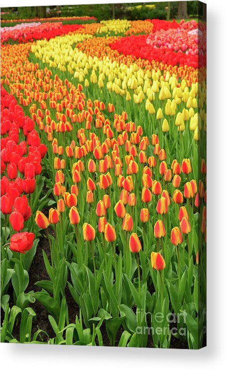 Netherlands Acrylic Print featuring the photograph Tulips Rows by Anastasy Yarmolovich