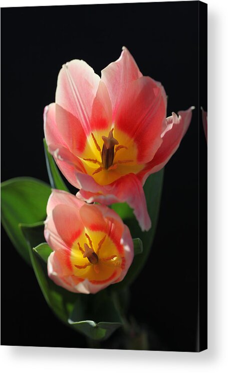 Tulips Acrylic Print featuring the photograph Tulips by Tammy Pool